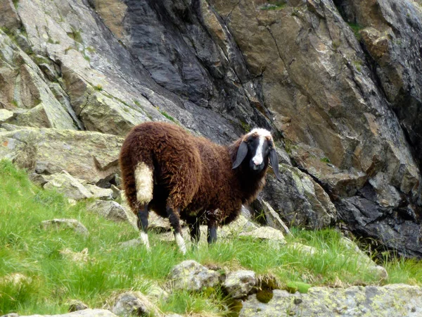 Moutons Sentier Randonnée Haute Altitude Stubai Tour Tyrol Autriche — Photo