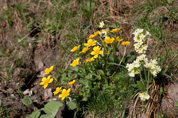 Marsh Marigolds Krowie Poślizgi Łące Wiosną — Zdjęcie stockowe