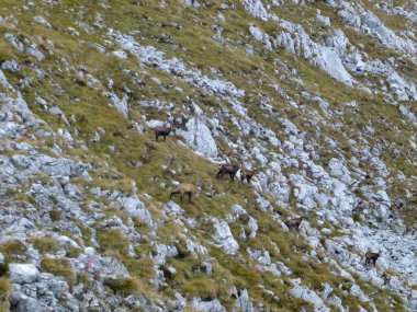 Herd of chamois at Hackenkopfe mountains, Wilder Kaiser, Tyrol, Austria clipart