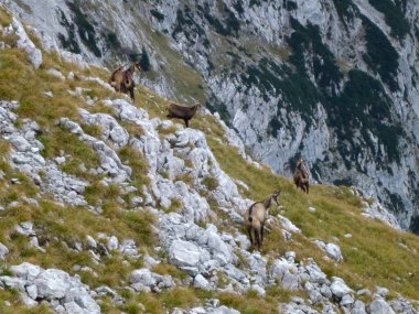 Hackenkopfe dağlarındaki papağan sürüsü, Wilder Kaiser, Tyrol, Avusturya