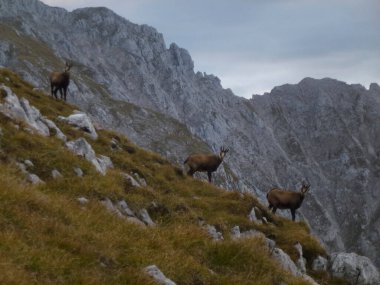 Hackenkopfe dağlarındaki papağan sürüsü, Wilder Kaiser, Tyrol, Avusturya