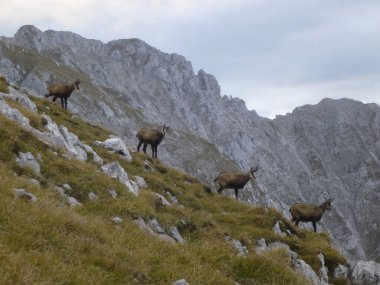 Hackenkopfe dağlarındaki papağan sürüsü, Wilder Kaiser, Tyrol, Avusturya