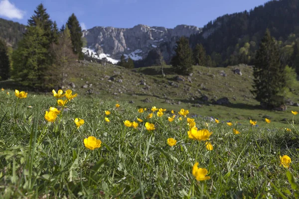 Blumenwiese Vor Der Benediktenwand Bayern Deutschland Frühling — Stockfoto