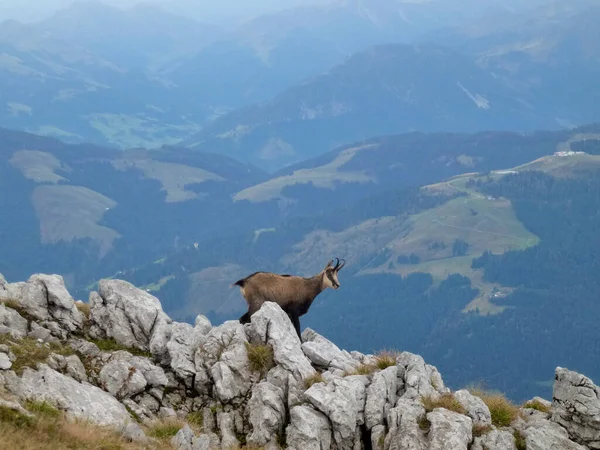 Chamois Het Hackenkopfe Gebergte Wilder Kaiser Tirol Oostenrijk — Stockfoto