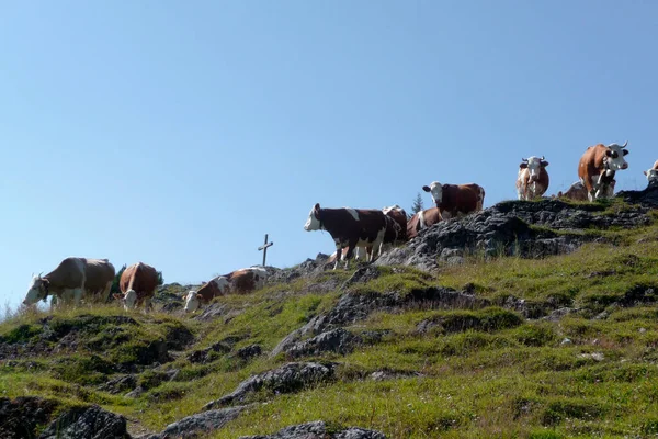 Krávy Horském Turné Halserspitze Blaubergkamm Bavorsko Německo — Stock fotografie