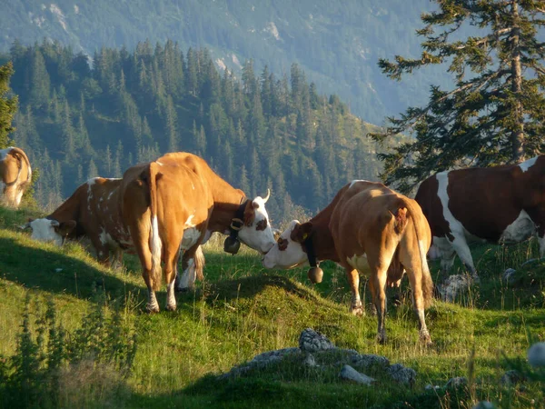 Troupeau Vaches Dans Les Alpes Autrichiennes — Photo