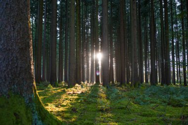 Sonbaharda ormanda güzel bir günbatımı