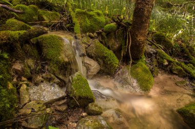 Uzun zamandır sessiz bir ormana maruz kalıyoruz.