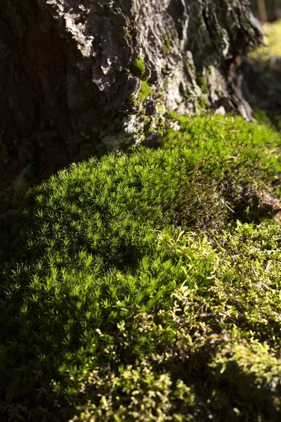 Green Moss Forest Morning Light — Stock Photo, Image