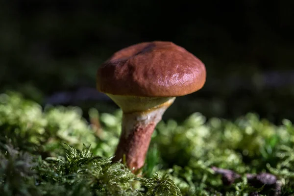 Cogumelo Marrom Floresta Outono — Fotografia de Stock