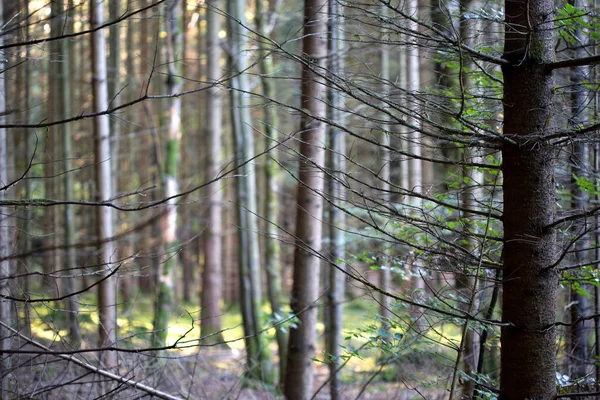 Luz Manhã Outonal Uma Floresta Setembro — Fotografia de Stock