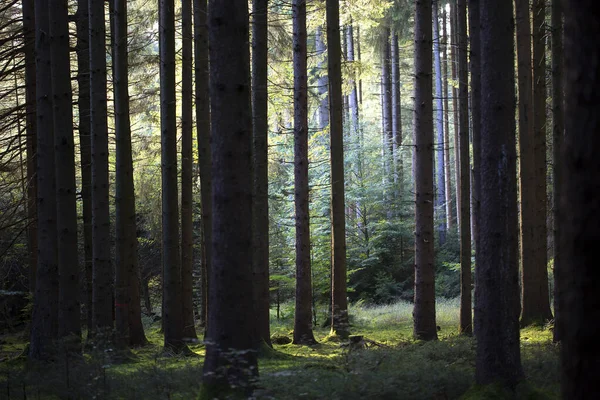 Luz Manhã Outonal Uma Floresta Setembro — Fotografia de Stock