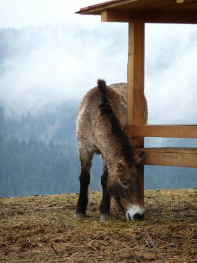 Genç Przewalski atı kışın
