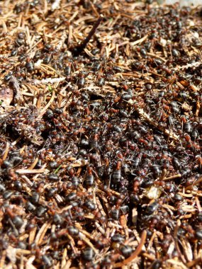 Ormanda büyük bir karınca yuvası, kışın