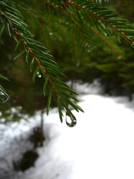 겨울철 바이에른 삼림에 — 스톡 사진