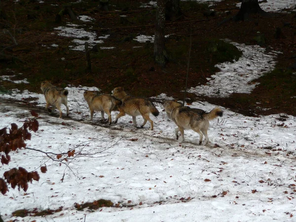 Embalagem Lobos Canis Lupus Wintertim — Fotografia de Stock