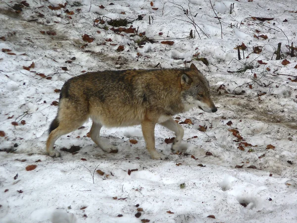 Lobo Canis Lupus Inverno — Fotografia de Stock