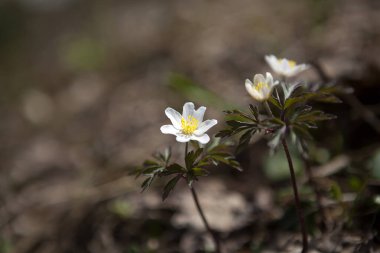Ormanda beyaz yaban şakayıkları