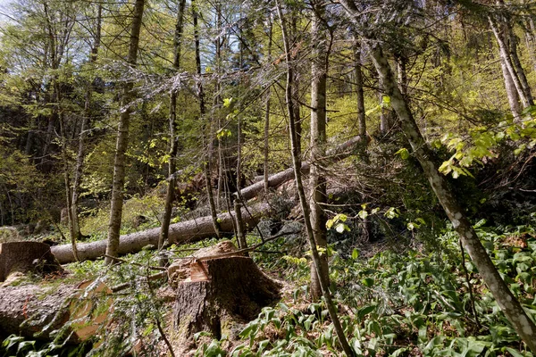 Alberi Soffiati Dal Vento Nella Foresta Dopo Forte Tempesta Neve — Foto Stock