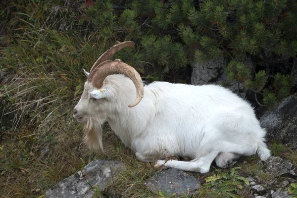 Mountain Goat Bavarian Mountains Germany Springtime — Stock Photo, Image