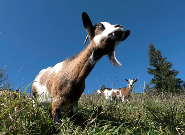 バイエルンの山 春にドイツの山ヤギ — ストック写真