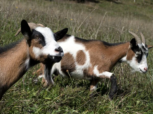 Cabras Montaña Las Montañas Baviera Alemania Primavera — Foto de Stock