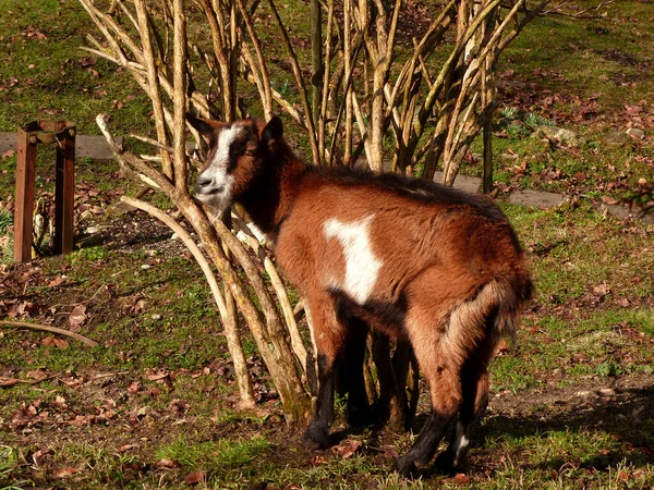 Mountain Goats Bavarian Mountains Germany Springtime — Stock Photo, Image