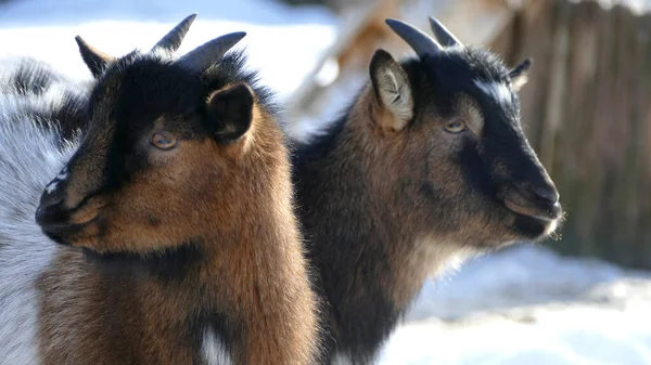 Cabras Montaña Las Montañas Baviera Alemania Primavera — Foto de Stock