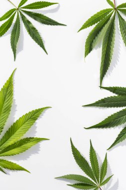 İzole edilmiş beyaz arka planda yeşil marihuana bitkileri