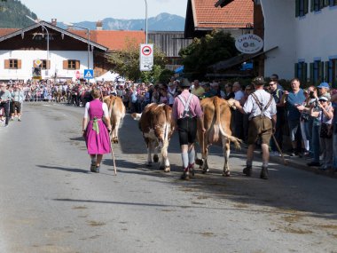 Geleneksel sığırlar yazın sonunda Bavyera, Almanya 'da sürükleniyor