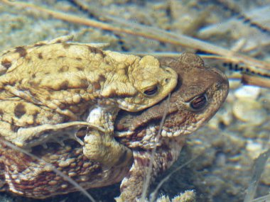 Kurbağa ve bebek suyun altında.