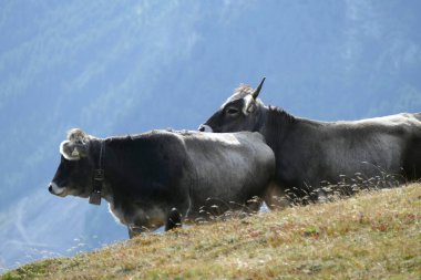 Avusturya dağlarında yaz mevsiminde çayırdaki inekler ve boğalar