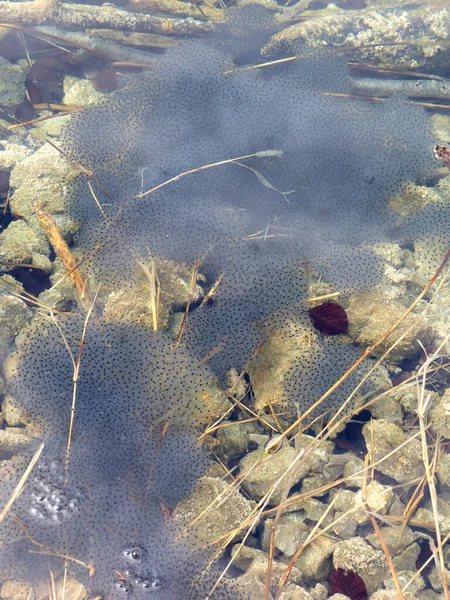 户外水中的青蛙蛋 — 图库照片