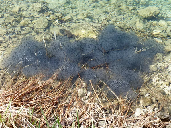 Grodägg Vatten Utomhus — Stockfoto