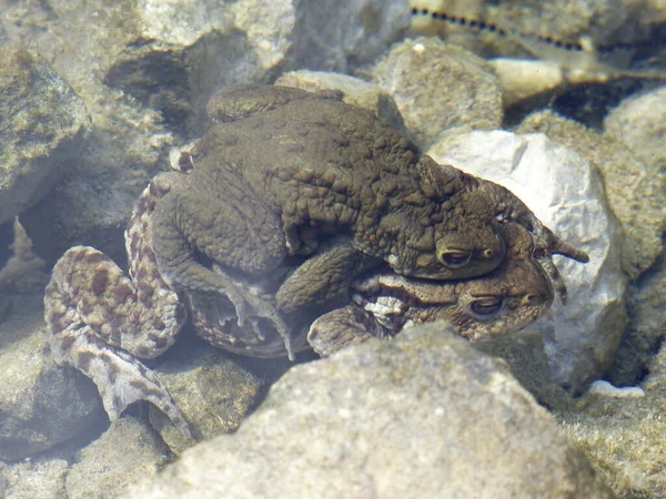 Kurbağa Bebek Suyun Altında — Stok fotoğraf