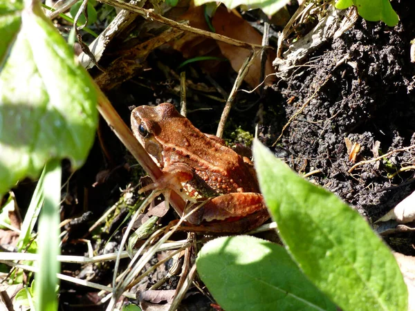 Portrait Frog Outdoor — Stock Photo, Image