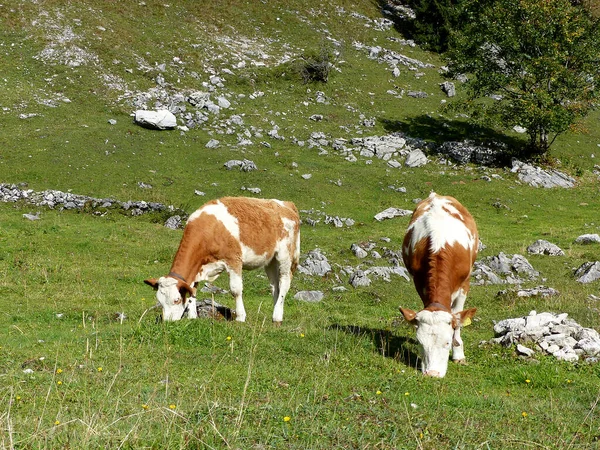 Cows Meadow Bavarian Mountains Germany Summertim — Stock Photo, Image