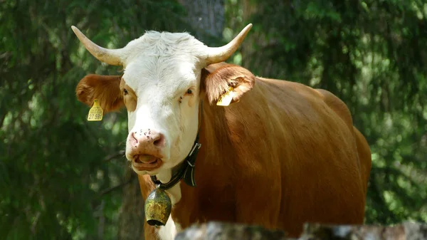 Retrato Una Vaca Las Montañas Baviera Alemania Verano —  Fotos de Stock