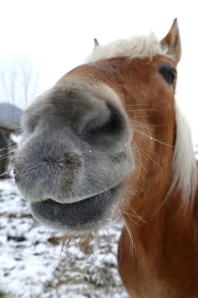 Cheval Dans Une Cabane Alpine — Photo