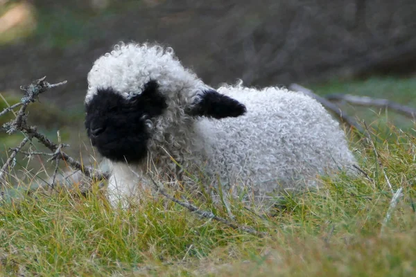 オーストリアの牧草地にある若いヴァレーの黒い鼻の羊 — ストック写真