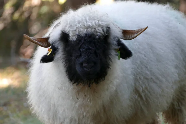 Valais Moutons Nez Noir Dans Une Prairie Autriche — Photo