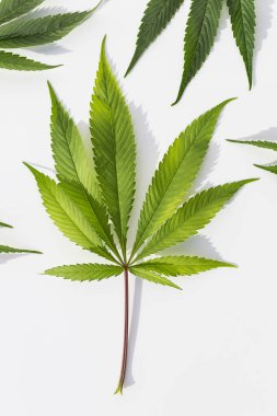 İzole edilmiş beyaz arka planda yeşil marihuana bitkileri