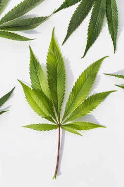 İzole edilmiş beyaz arka planda yeşil marihuana bitkileri