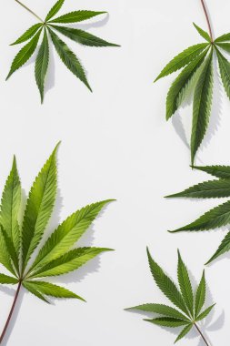 İzole edilmiş beyaz arka planda yeşil marihuana bitkileri