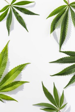 İzole edilmiş beyaz arka planda yeşil marihuana bitkileri