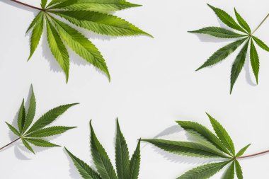 İzole edilmiş beyaz arka planda yeşil marihuana bitkileri