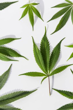 İzole edilmiş beyaz arka planda yeşil marihuana bitkileri