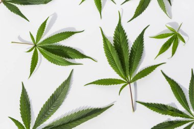 İzole edilmiş beyaz arka planda yeşil marihuana bitkileri