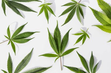 İzole edilmiş beyaz arka planda yeşil marihuana bitkileri