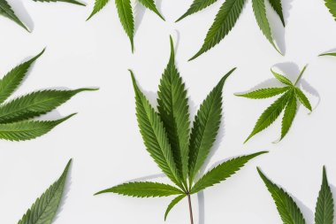 İzole edilmiş beyaz arka planda yeşil marihuana bitkileri